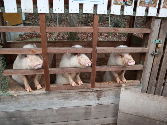 豚舎や鶏舎のネズミ駆除作業手順は普通の住宅でのネズミ駆除とほぼ同じ手順