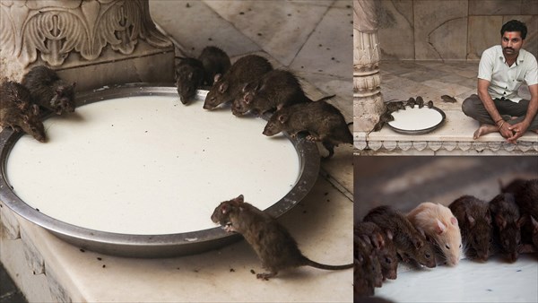 信者らは寺院にいるネズミに祈りをささげミルクを供えることで、家族のみならず、広く社会に幸をもたらすと伝統的に信じられている。