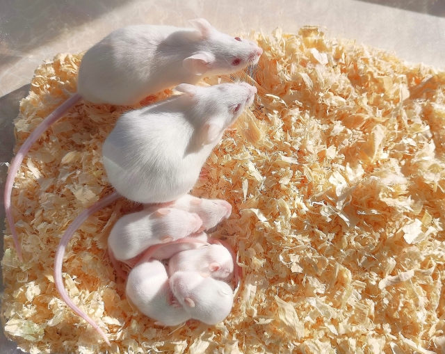 ネズミの恐るべき繁殖力