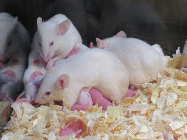 生後わずか35日で繁殖を始め、1頭から一度に約6頭の子ネズミを産みます。